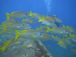 Shoal of Schoolmasters Stock Footage