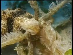 Sea cucumber feeding on seabed, Mabul, Borneo, Malaysia Stock Footage