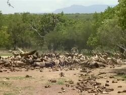 MS Shot of vultures feeding on bones at Hoedspruit Endangered Species Centre / Limpopo, South Africa Stock Footage