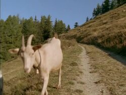 MCU Goat with bell walks to camera and looks in to lens, Switzerland Stock Footage