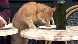 'A Street Cat Named Bob' Movie Inspired by True Story News Clip