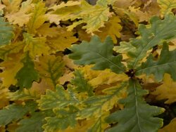 T/L Oak (Quercus sp.) leaf colour change from green to yellow to orange, United Kingdom, Autumn Stock Footage