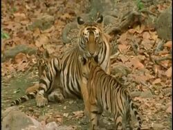 MS Royal Bengal tiger (Panthera tigris tigris) mother licking cubs, Bandhavgarh National Park, India Stock Footage