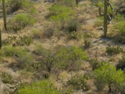 Large Saguaro cactus -- pan to group of several more cactus in desert Stock Footage