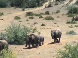 Herd of elephants Stock Footage