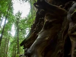 Gnarled Tree Roots, Armstrong Woods, California - Motion Time Lapse Stock Footage