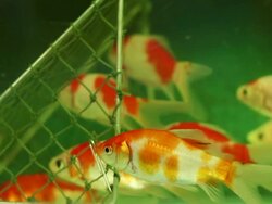 Koi Carp With Soccer Goal Stock Footage