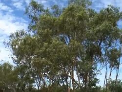 Drought Stock Footage