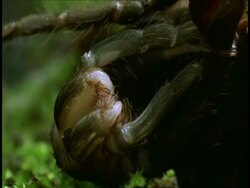 CU tarantula sloughing, Amazon, South American Stock Footage