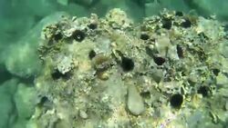 Ocean floor with sea urchins Stock Footage