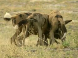 MS African wild dog pups playing and interacting / Okavango Delta, North West District, Botswana Stock Footage