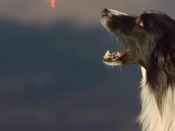 HD Super Slow-Mo: Border Collie Catching A Dog Biscuit Stock Footage