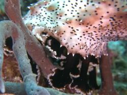Leopard sea cucumber (Bohadschia graeffei), Southern Visayas, Philippines Stock Footage