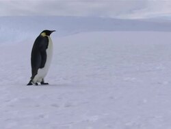 MS ZI TS Emperor Penguin walking on snow / Antarctica Stock Footage