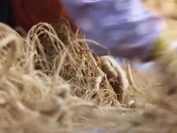 CU R/F Farmers hand selecting ginseng in good condition / Geumsan, Chungcheongnamdo, South Korea Stock Footage