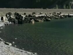 MS Yaks caravan standing and drinking water in Phoksundo lake / Himalayas, Upper Dolpo, Nepal    Stock Footage