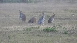 Four kangaroos and a bird Stock Footage