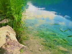 Lake with fish Stock Footage