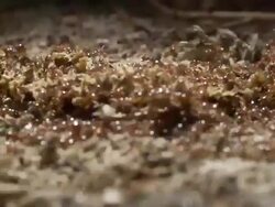 Close Up - Ant colony swarming about /  Stock Footage