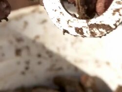 Oyster Stock Footage