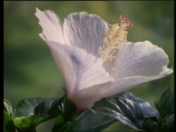 T/L - CU bud opening to Pink/white Hibiscus flower, then wilting Stock Footage