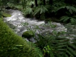 Rainforest Stock Footage