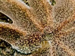 Brown mimic (Octopus sp.), a long-armed octopus. Filmed in the Lembeh Strait, Sulawesi, Indonesia Stock Footage