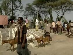 Men leading goats at camel fair Stock Footage