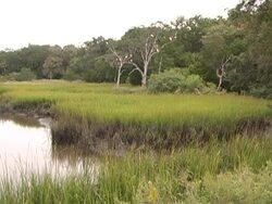 egans creek Stock Footage