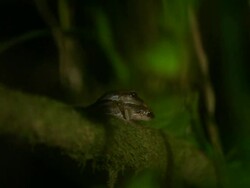 Frog Mating Stock Footage