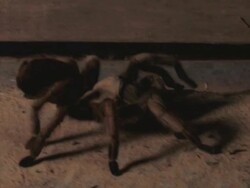 MS Tarantula (Aphonopelma iodius) walking and catching a cockroach. /Utah, USA Stock Footage