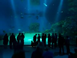 T/L Den Ba Planet Aquarium Stock Footage