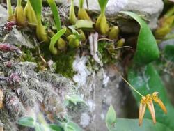 Yellow Orchid Stock Footage