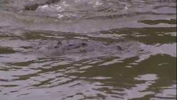 Bait dangling from a line attracts a crocodile. Stock Footage