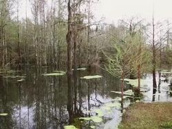 MS PAN View of Landscape of pond in woods / Register, Georgia, United States Stock Footage