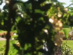 SLO MO MS PAN Young woman walking through summer garden, Lehi, Utah, USA Stock Footage