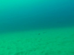 WS POV Shot of Two stingrays swimming and another lying on sea floor camouflaged beneath the sand / Matola, Maputo, Mozambique Stock Footage