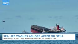 Sea Life Washes Ashore Following Mauritius Oil Spill News Clip