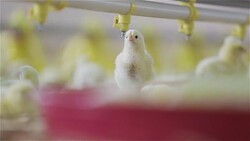 Baby chicken at the farm drinking water Stock Footage