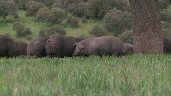 CLEAN : Spains jamon Iberico fights News Clip