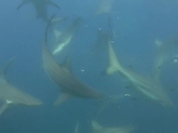 Blacktip Shark (Carcharhinus limbatus) Stock Footage