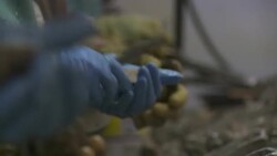 Oyster shuckers wearing rubber gloves quickly open oyster shells in a processing plant. Stock Footage