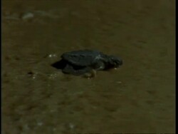 Olive Ridley turtle (Lepidochelys olivacea); juvenile entering sea at night. India Stock Footage
