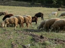 Goats and sheeps grazing on a meadow Stock Footage