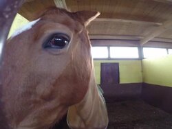 Curious Horse playing with camera Stock Footage