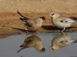 Desert Finches (Carduelis obsoleta) drinking; with audio Stock Footage