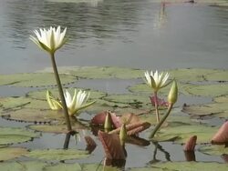 Tropical swamp 2  60i Stock Footage