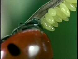 CU Ladybird Beetle, Coccinella septempunctata, laying eggs on leaf, United Kingdom Stock Footage