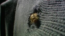 A carpet beetle crawls across a wool sweater. Stock Footage