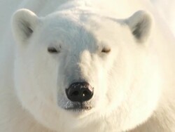  CU Polar bear looking and sniffing / Churchill, Manitoba, Canada Stock Footage